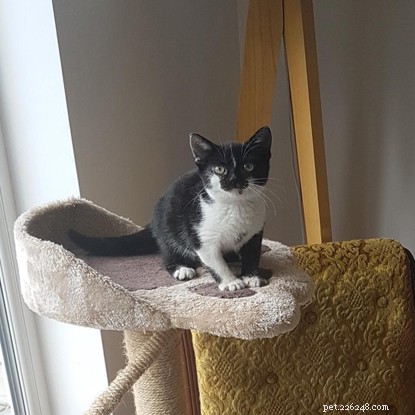 Mowzer the Dwarf Kitten Finds Loving Home at Cornwall Adoption Centre