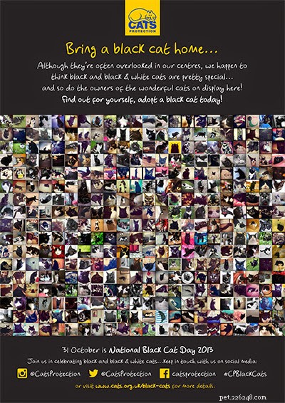Celebrating 10 Years of Cats Protection’s National Black Cat Day: From Launch to Nationwide Campaign