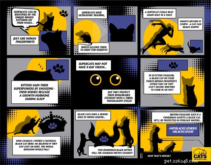 Celebrating 10 Years of Cats Protection’s National Black Cat Day: From Launch to Nationwide Campaign
