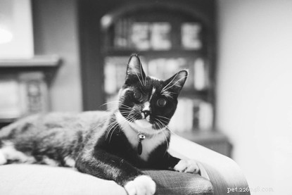 Celebrating 10 Years of Cats Protection’s National Black Cat Day: From Launch to Nationwide Campaign