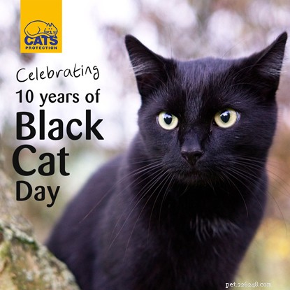 Celebrating 10 Years of Cats Protection’s National Black Cat Day: From Launch to Nationwide Campaign