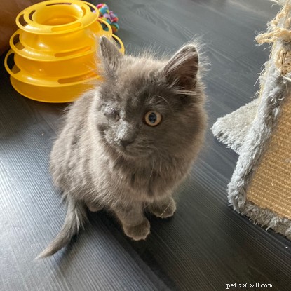 Eight-Week-Old Kitten Overcomes Severe Eye Infection, Rescued and Thriving in New Home