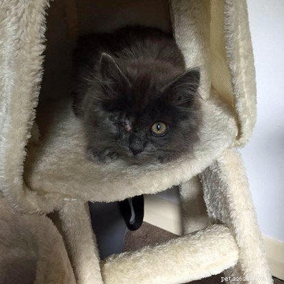 Eight-Week-Old Kitten Overcomes Severe Eye Infection, Rescued and Thriving in New Home