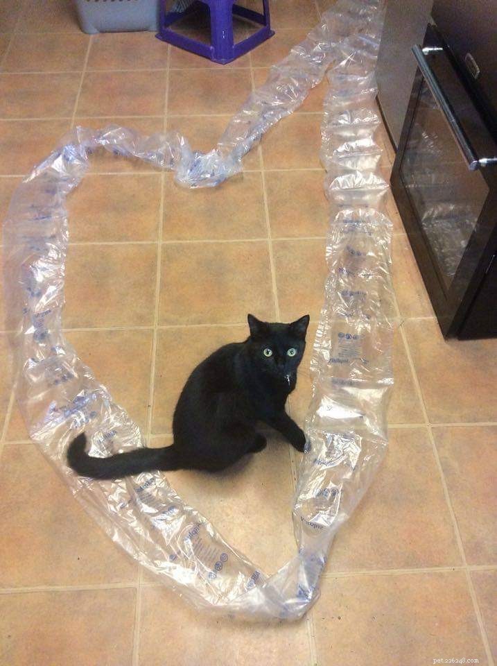 Cat Owner Funds Cats Protection with Engaging Black Cat Quiz