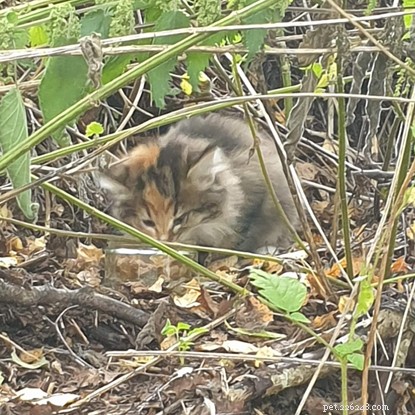 Four Orphaned Kittens Safely Rescued from Rabbit Burrow in Aviemore