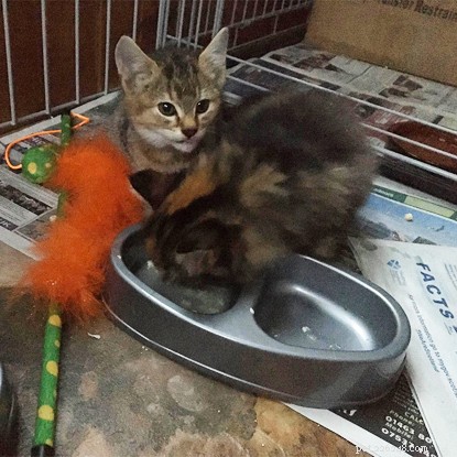 Four Orphaned Kittens Safely Rescued from Rabbit Burrow in Aviemore