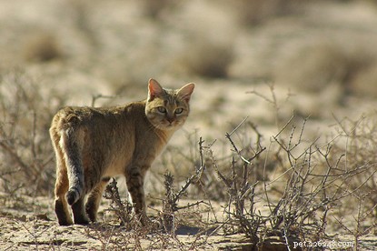 How Domestic Cats Mirror Their Wild Cousins: Surprising Parallels with African Wildcats
