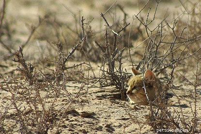 How Domestic Cats Mirror Their Wild Cousins: Surprising Parallels with African Wildcats