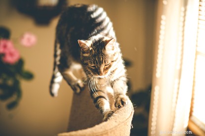 How Domestic Cats Mirror Their Wild Cousins: Surprising Parallels with African Wildcats