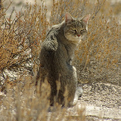 How Domestic Cats Mirror Their Wild Cousins: Surprising Parallels with African Wildcats