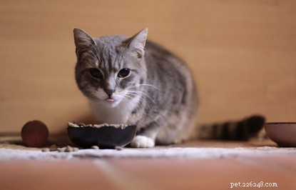 How Domestic Cats Mirror Their Wild Cousins: Surprising Parallels with African Wildcats