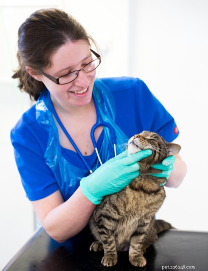 How Domestic Cats Mirror Their Wild Cousins: Surprising Parallels with African Wildcats