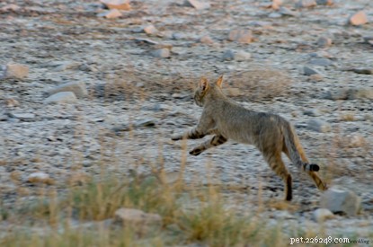 How Domestic Cats Mirror Their Wild Cousins: Surprising Parallels with African Wildcats