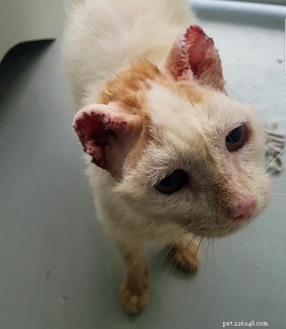 Penzance Street Cat Overcomes Ear Cancer After Surgery, Seeks Community Support