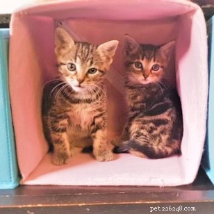 Canterbury Woman Raises Funds for Homeless Cats by Running 200km, Inspired by Her Feline Companions