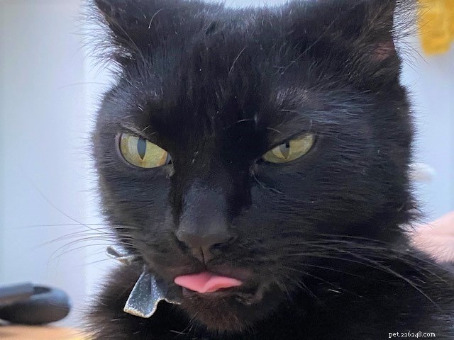 Canterbury Woman Raises Funds for Homeless Cats by Running 200km, Inspired by Her Feline Companions