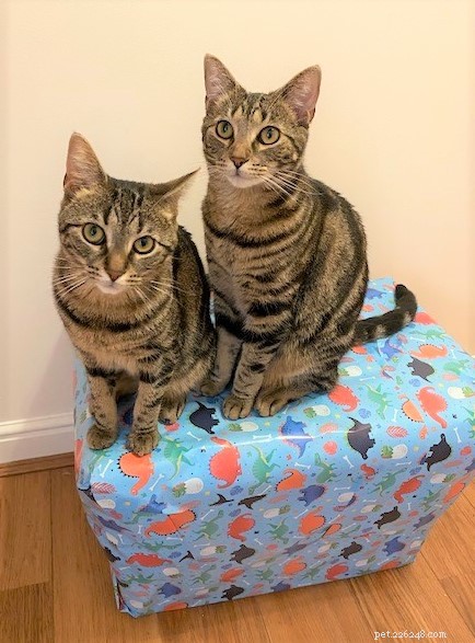 Canterbury Woman Raises Funds for Homeless Cats by Running 200km, Inspired by Her Feline Companions