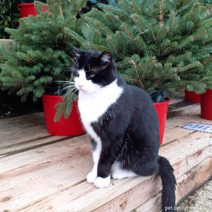 Lost Cat Boo Reunited with Owners After Gosport Range Store Microchip Scan