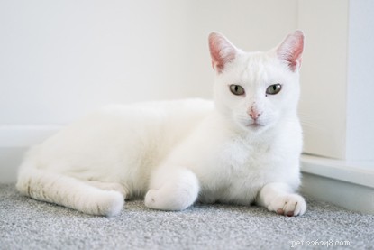 Inside Aardman Animations  Creation of Cats Protection’s 2020 Christmas Ad
