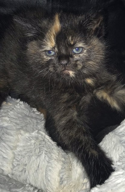Kittens Saved From Disused Caravan: Buchanan Skip Hire Halts Disposal to Rescue Family