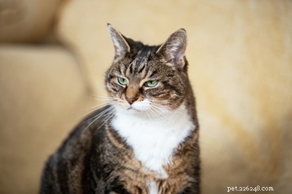 Poppy: From Shelter to Sunshine – A Heartwarming Adoption Story