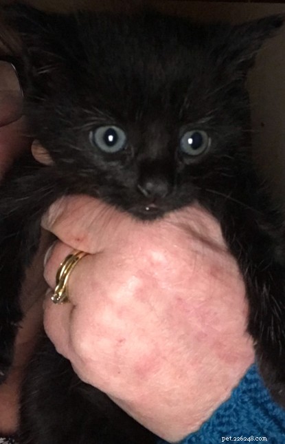 Kittens Saved From Disused Caravan: Buchanan Skip Hire Halts Disposal to Rescue Family