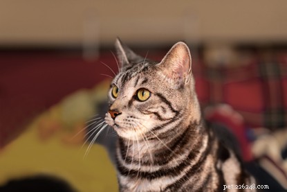 Poppy: From Shelter to Sunshine – A Heartwarming Adoption Story