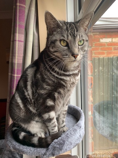 Poppy: From Shelter to Sunshine – A Heartwarming Adoption Story