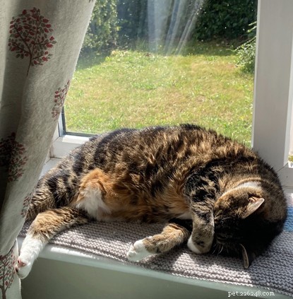 Poppy: From Shelter to Sunshine – A Heartwarming Adoption Story
