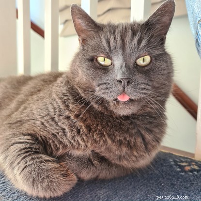Poppy: From Shelter to Sunshine – A Heartwarming Adoption Story