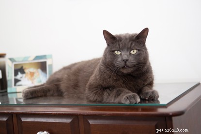 Poppy: From Shelter to Sunshine – A Heartwarming Adoption Story