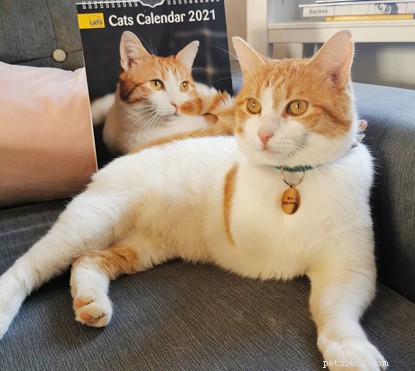 Poppy: From Shelter to Sunshine – A Heartwarming Adoption Story