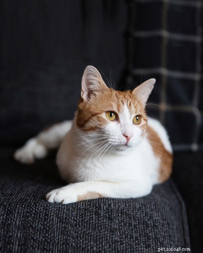 Poppy: From Shelter to Sunshine – A Heartwarming Adoption Story