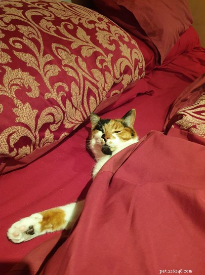 The Ultimate Cat Photo Collection That Brightened Our January