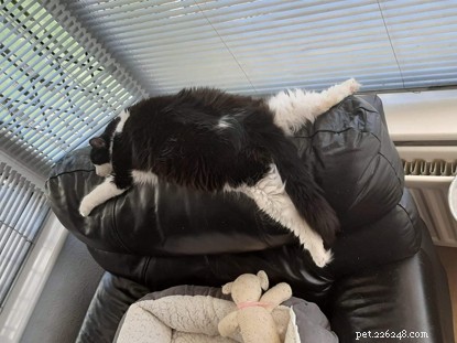 The Ultimate Cat Photo Collection That Brightened Our January