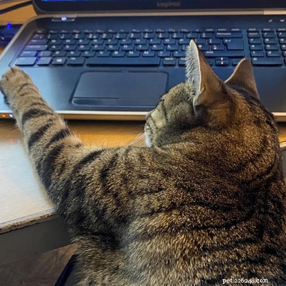 The Ultimate Cat Photo Collection That Brightened Our January