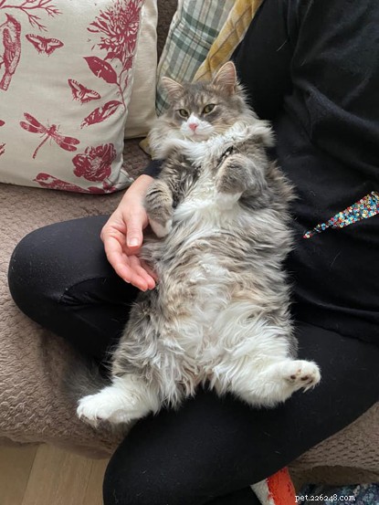 The Ultimate Cat Photo Collection That Brightened Our January