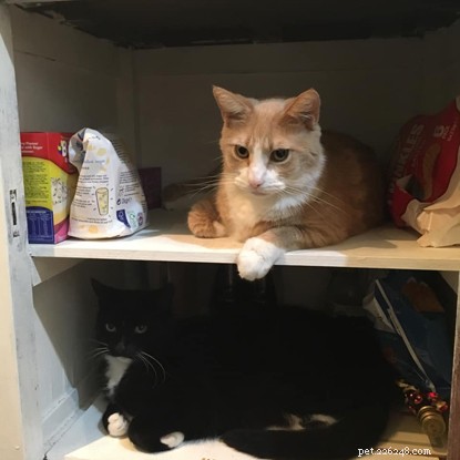 The Ultimate Cat Photo Collection That Brightened Our January