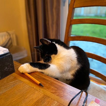 The Ultimate Cat Photo Collection That Brightened Our January