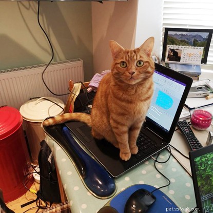 The Ultimate Cat Photo Collection That Brightened Our January