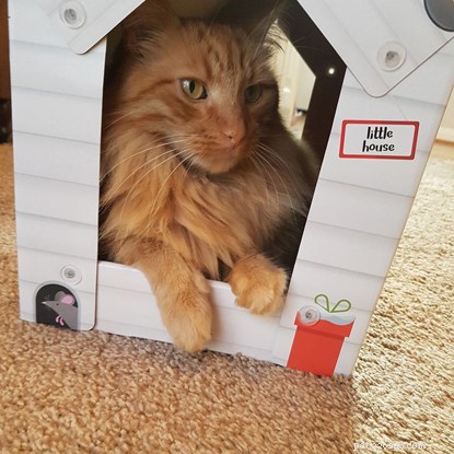 The Ultimate Cat Photo Collection That Brightened Our January
