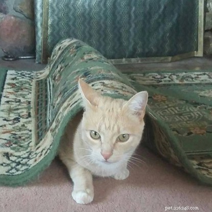 The Ultimate Cat Photo Collection That Brightened Our January