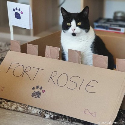 The Ultimate Cat Photo Collection That Brightened Our January