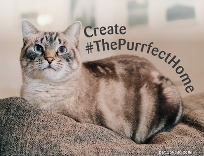 Expert Interior Design Tips to Craft a Stylish, Cat‑Friendly Home