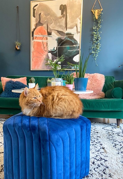 Expert Interior Design Tips to Craft a Stylish, Cat‑Friendly Home