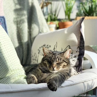 Expert Interior Design Tips to Craft a Stylish, Cat‑Friendly Home