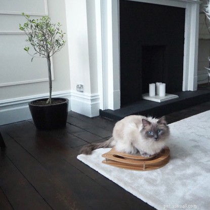 Expert Interior Design Tips to Craft a Stylish, Cat‑Friendly Home