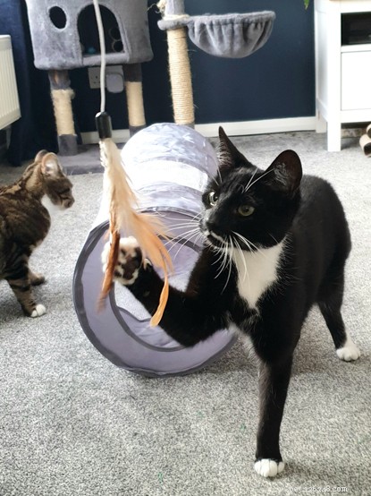 Explore Cats Protection’s Premier Cat Care Collection – Toys, Beds, Scratch Posts & More