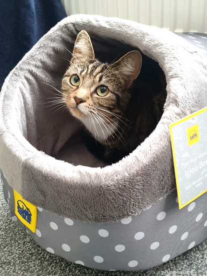 Explore Cats Protection’s Premier Cat Care Collection – Toys, Beds, Scratch Posts & More