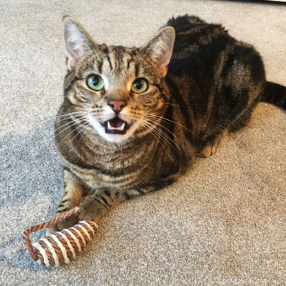 Explore Cats Protection’s Premier Cat Care Collection – Toys, Beds, Scratch Posts & More